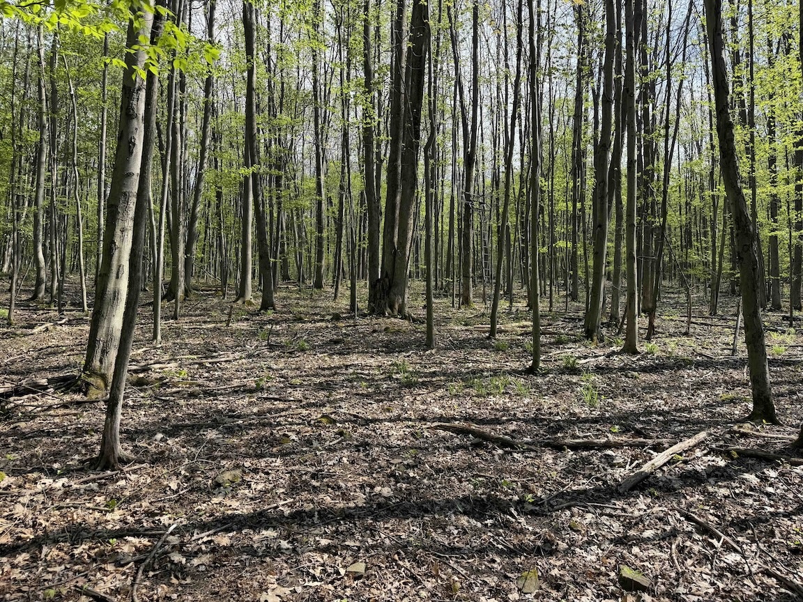 200 Acres Timber and Agricultural Land with Income in Wyoming County NY